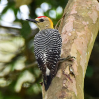 Hoffmann's Woodpecker